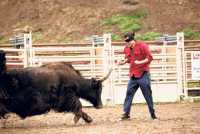 Jackass Number Two