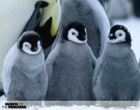 March of the Penguins